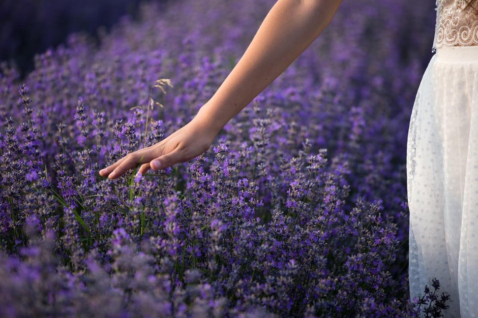 lavender-3576129_1280