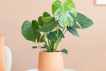 monstera